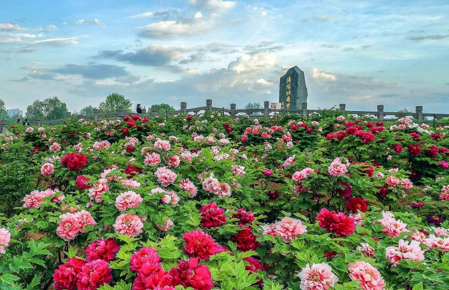 Lễ hội hoa mẫu đơn Lạc Dương